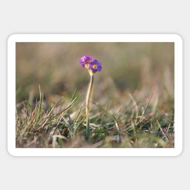 Primula Scotica Sticker by orcadia